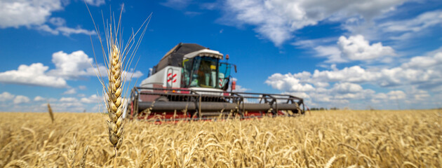 An ear of wheat on the background of a working combine harvester. Combine harvester working on a wheat field. Seasonal harvesting the wheat. Agriculture.