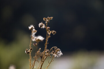 wildflowers on the banks of the river