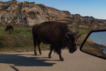 Buffalo at Theodore Roosevelt National Park in North Dakota
 - obrazy, fototapety, plakaty