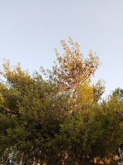 Fototapeta premium autumn in the park