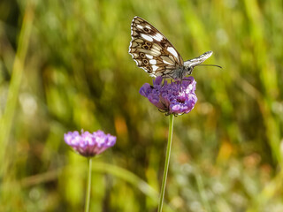 papillon butinant une fleur
