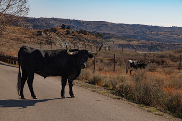 Steer in road at Theodore Roosevelt National Park in North Dakota.