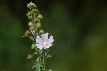wildflowers on the banks of the river