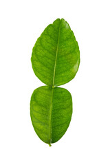 Obraz premium bergamot leaf isolated on white background.