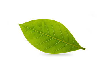 Fototapeta na wymiar jackfruit Leaf isolated on white background