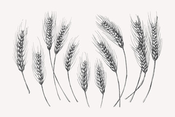 Hand-drawn ears of rye. Cereals on a light background isolated. Organic food concept. Can be used for your design. Vintage botanical illustration.