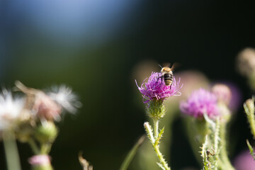 bee collects honey from a flower