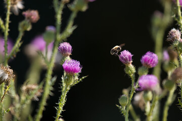 bee collects honey from a flower