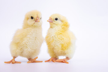 chick  isolated on white background, growth concept.