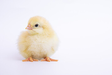 chick  isolated on white background, growth concept.