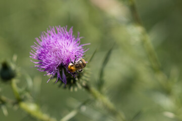 bee collects honey from a flower