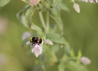 bee collects honey from a flower