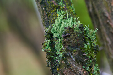 Usnea filipendula, auch als Gewöhnlicher Baumbart bezeichnet