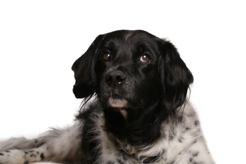 Beautiful dog in front of a white background