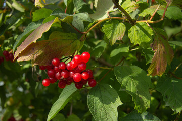 bright red viburnum berries on a branch of the bush in autumn