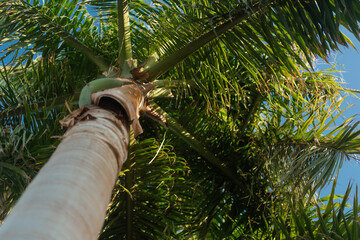 Palm tree perspective view from floor high up on the territory of a resort in Egypt