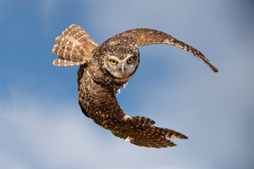 Burrowing Owl (Athene cunicularia) Posing in Flight