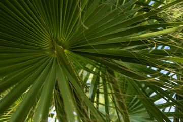 Fototapeta na wymiar Tropical palm leaves, floral pattern background, real photo