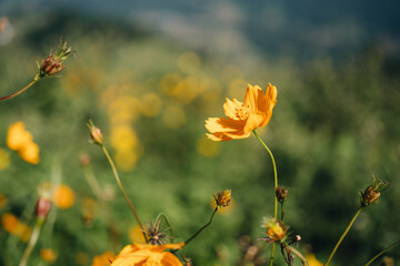 One Yellow cosmos flower in Mon Jam