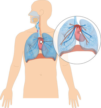 Atmungssystem / Atmungorgane - Herz Lunge des Menschen