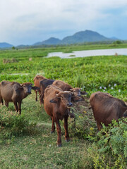 Cows in Tissamaharama, Sri Lanka 
