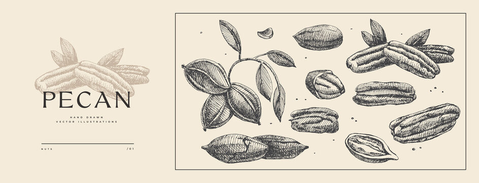 Set of hand-drawn pecan nuts. Tropical fetus, open and in a shell. Organic food concept. It can be used as a decoration element for markets, menus, and packaging. Vintage botanical illustrations.
