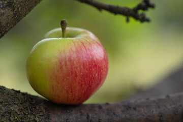 a red apple is lying on a branch of an apple tree