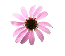 Obraz premium Beautiful blooming echinacea flower isolated on white