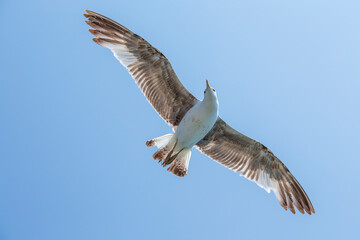 Seagull flying on blue sky background, closeup