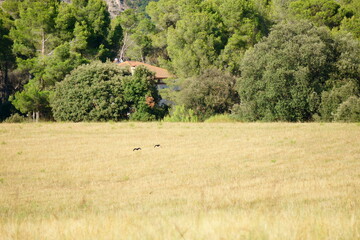 Campo con unos pajaros negros volando. Catalu&ntilde;a, Espa&ntilde;a