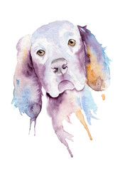 watercolor drawing of a pet - dog. cocker spaniel.