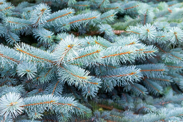 blue spruce branches with visible details. background