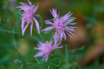 Obraz premium Wiesen-Flockenblume (Centaurea jacea)