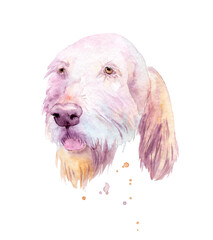 watercolor drawing of a pet - dog. Spinone Italiano.