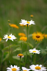 white daisies in the garden