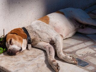 street dog sleeping under bright sunlight in hot summer day