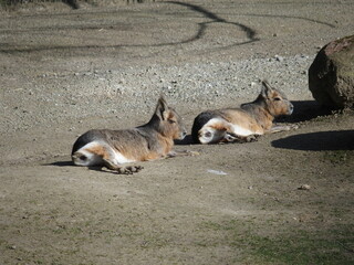 Dolichotis patagonum, Mara, Zoo Dortmund, Deutschland