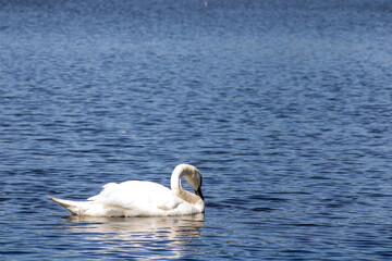Obraz premium swan on the lake