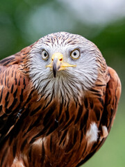 natuur en dieren 