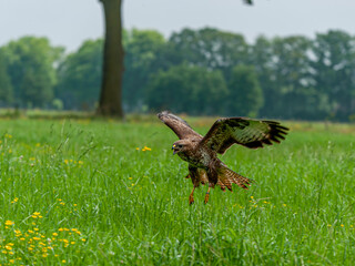 natuur en dieren 