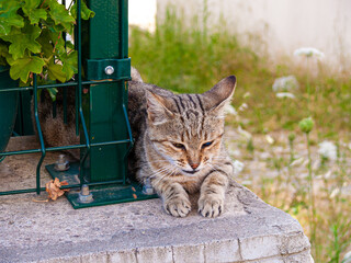street cat sleeping under bright sunlight in hot summer day
