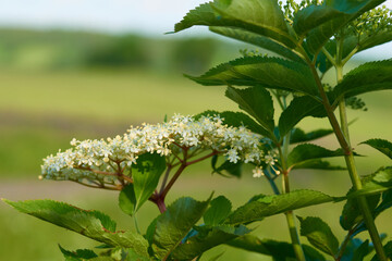 Obraz premium Holunderblüte, Sambucus nigra