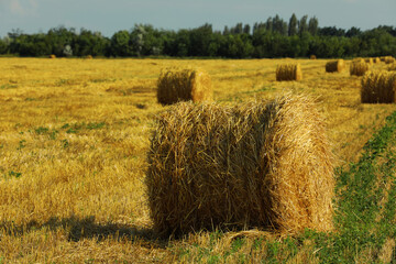 Fototapeta premium Beautiful view of agricultural field with hay bales