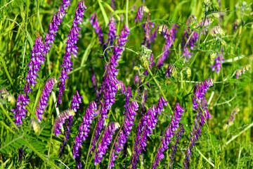 flowers in the field