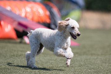 Outside agility shoot of attentive obedient small apricot poodle running on dog agility competition...