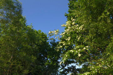 trees and sky