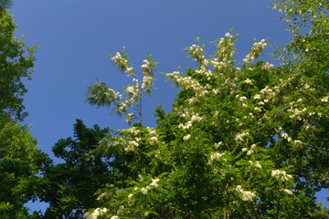leaves against blue sky