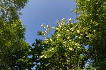 green leaves and blue sky