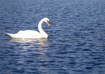 swans on the lake