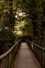 Obraz premium Puente de madera cruzando por medio de un bosque